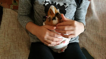 a guinea big being held by a woman