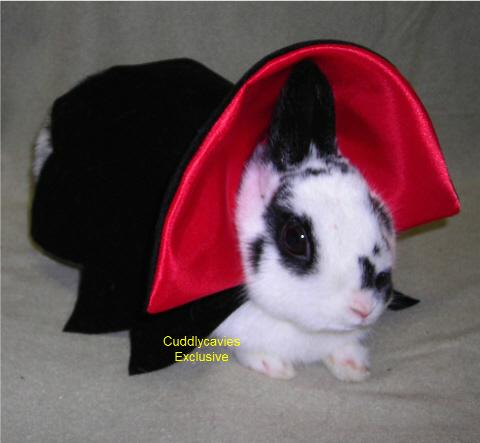 Rabbit in vampire costume.