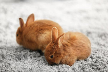 Brown and grey rabbits on carpet