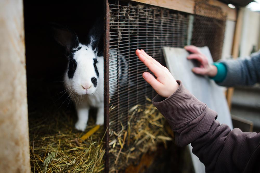 Brown and white rabbit not eating.