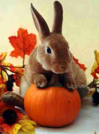 Rabbit sitting on a pumpkin