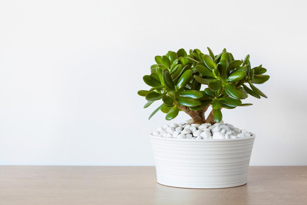 Jade plant in a ceramic pot