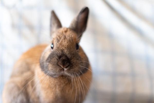 A brown rabbit looking at the camera