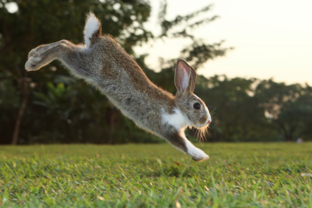 Brown and white rabbit jumping and running in grass.