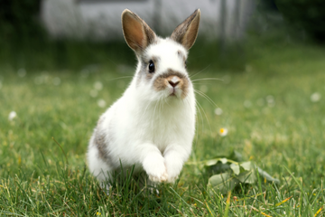 A white and brown bunny jumping in the grass.