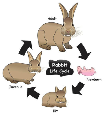 Rabbit life cycle diagram