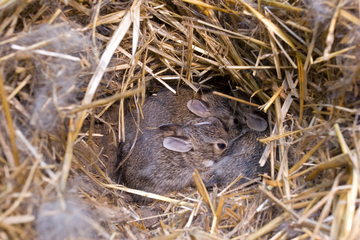 Baby rabbits in a grass nest.