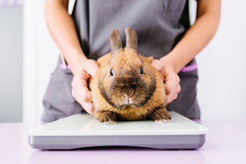 A vet tech putting a brown rabbit on a scale to weigh it.