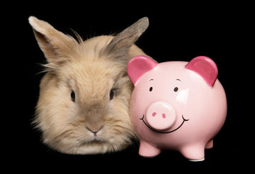 Rabbit next to pink piggy bank