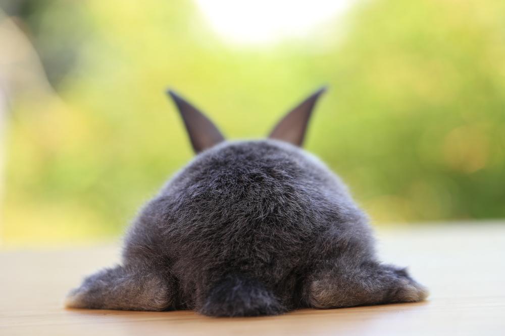 Cute brown rabbit sitting on grass