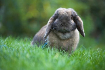 Rabbit cooling off with ice packs