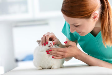 Veterinarian examining rabbit's teeth