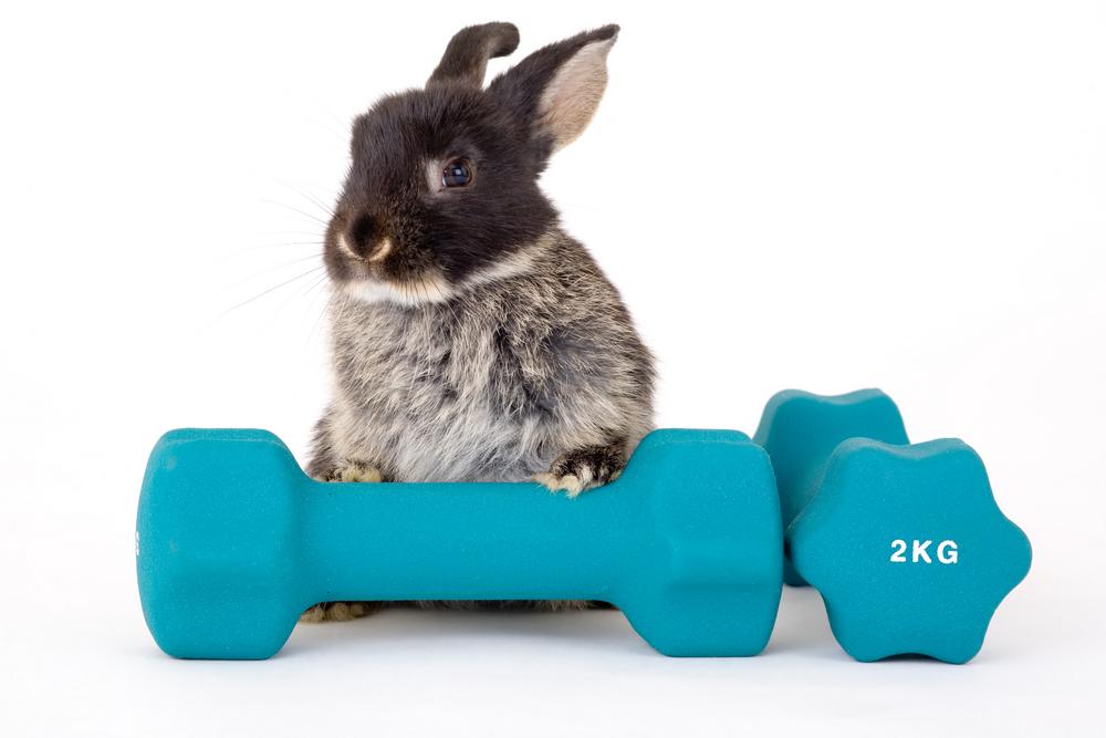 Rabbit on a meadow with colorful toy balls.