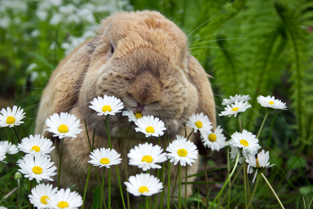 Brown rabbit eating flowers.