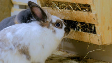 Rabbits eating hay from a box.