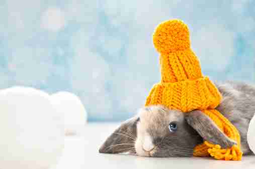 A rabbit with a prominent orange beanie posing next to snowballs