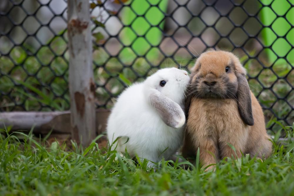 Two brown rabbits cuddling.