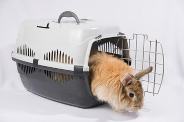 Rabbit emerging from a pet carrier