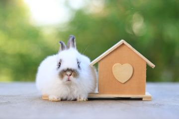 Rabbit sitting near wooden house with heart