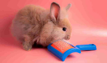 Person brushing a brown rabbit.