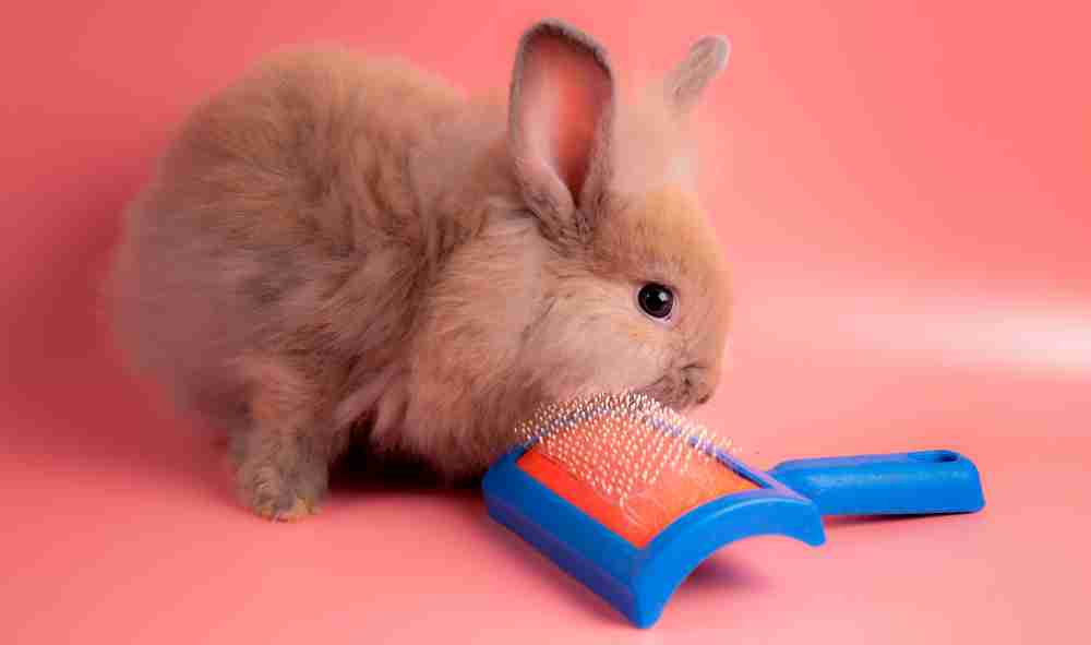 A small rabbit sitting next to a soft brush ready to be groomed.