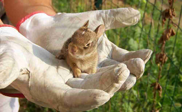 Baby rabbit in green grass