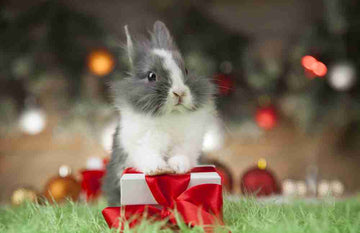 Bunny on Christmas present