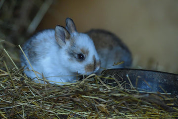 Baby rabbit eating hay.