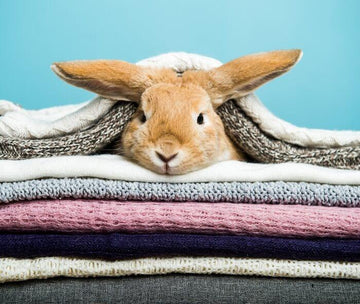 Rabbit nestled under blankets