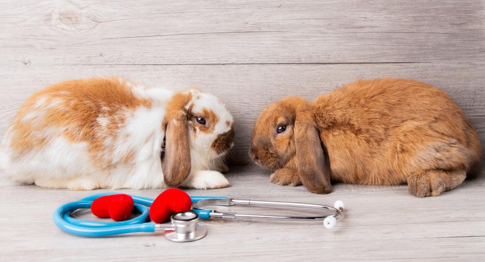 Senior rabbit being groomed.