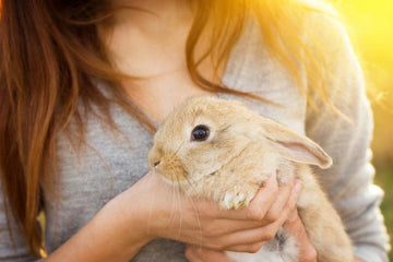 A rabbit sitting in the arms of their owner in the sun.