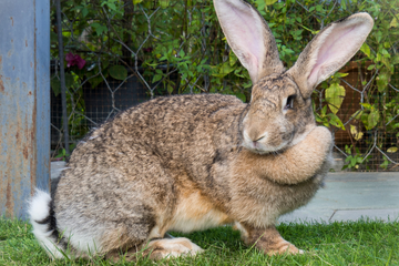 Large rabbit breed outside in the grass.