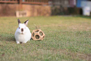 Rabbit playing with hay toy