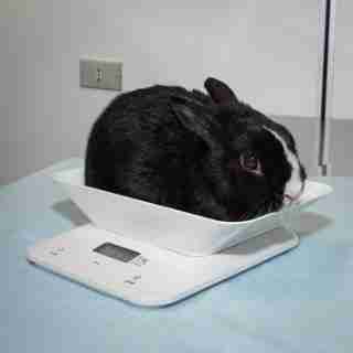 Rabbit on a weighing scale.