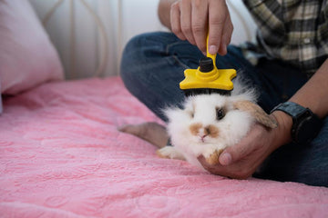 Man brushing a gray rabbit