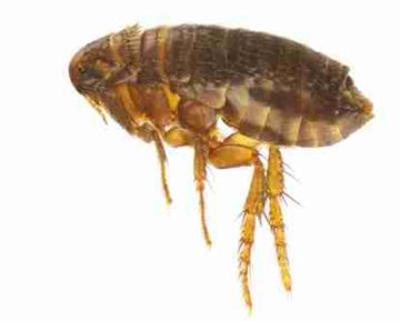 close up of a flea