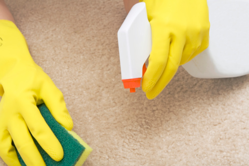 Cleaning rabbit urine from carpet