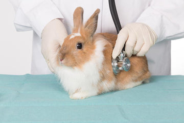 Rabbit with stethoscope