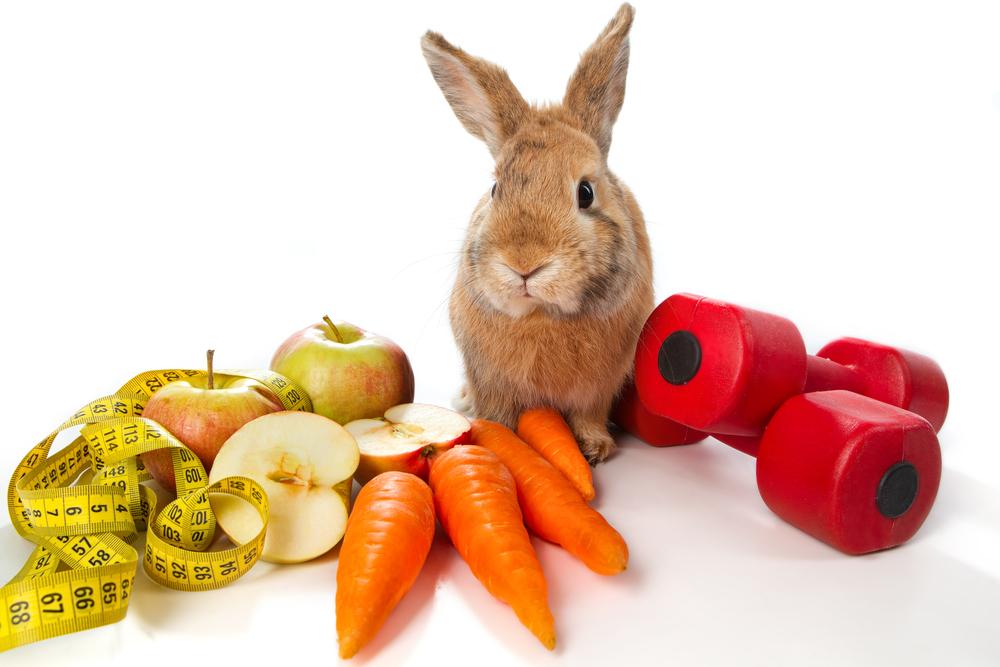 Rabbits eating a variety of vegetables.