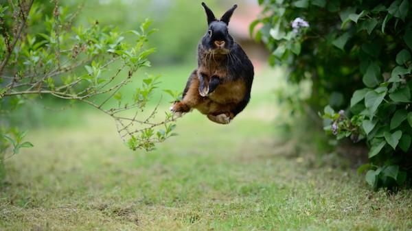 Brown rabbit jumping high