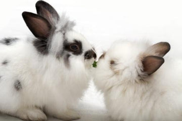 Rabbits in a grassy field