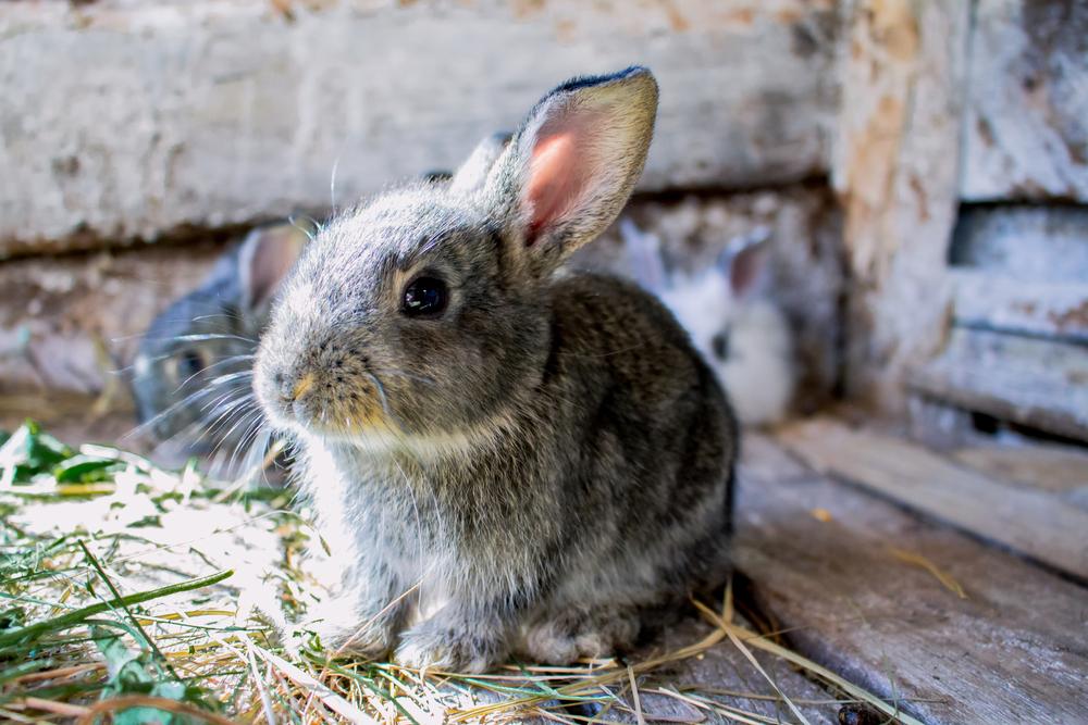 Little brown rabbit eating hay