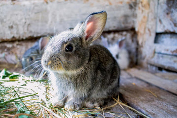 Little brown rabbit eating hay