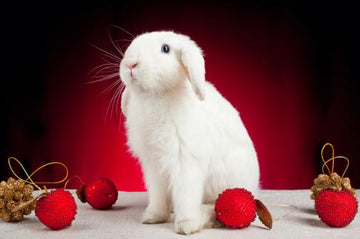 Rabbit wearing Santa hat with Christmas decorations