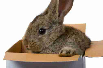 Rabbit in a cardboard box.