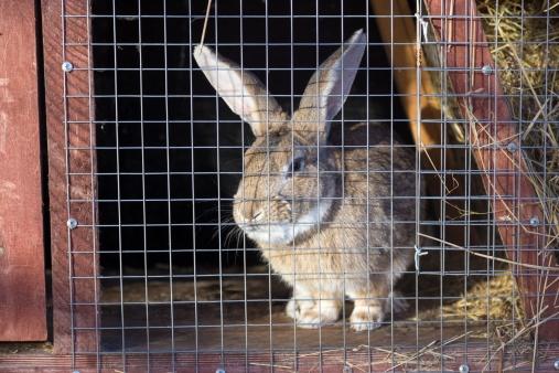 Brown rabbit in a wooden hutch