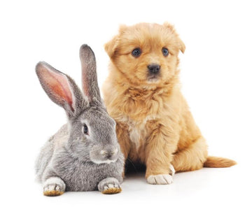 Rabbit and puppy on grass