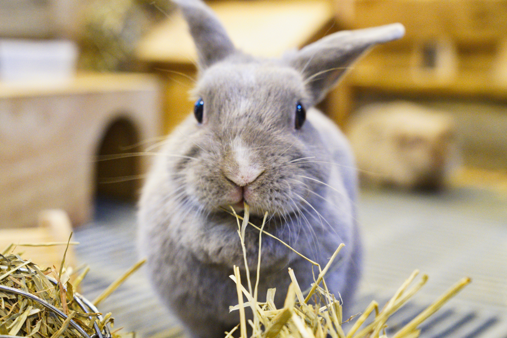 Grey rabbit chewing hay, facing camera