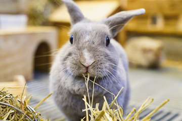 Grey rabbit chewing hay, facing camera