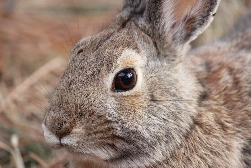 Close-up of rabbit's eye